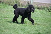 5starfoto > Poodle Romp 9 27 09 photo