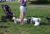 5starfoto > Poodle Romp 9 27 09 photo