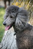 5starfoto > Poodle Romp 9 27 09 photo