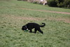 5starfoto > Poodle Romp 9 27 09 photo