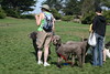 5starfoto > Poodle Romp 9 27 09 photo