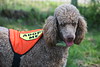 5starfoto > Poodle Romp 9 27 09 photo
