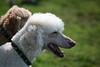 5starfoto > Poodle Romp 9 27 09 photo