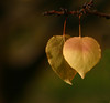 Fall : 