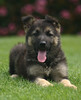 rescued dogs : Most of these dogs have been rescued from high kill animal shelters and have found new loving forever homes.